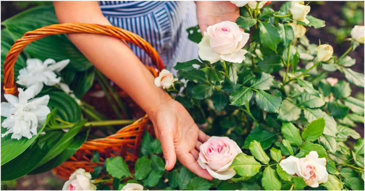 images cms image 000124995